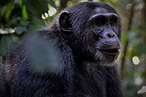 Primate Watch Uganda